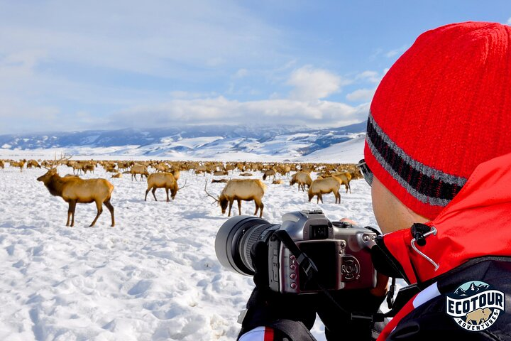 Full Day Private Elk Refuge Sleigh Ride and Wildlife Art Museum Tour - Photo 1 of 10